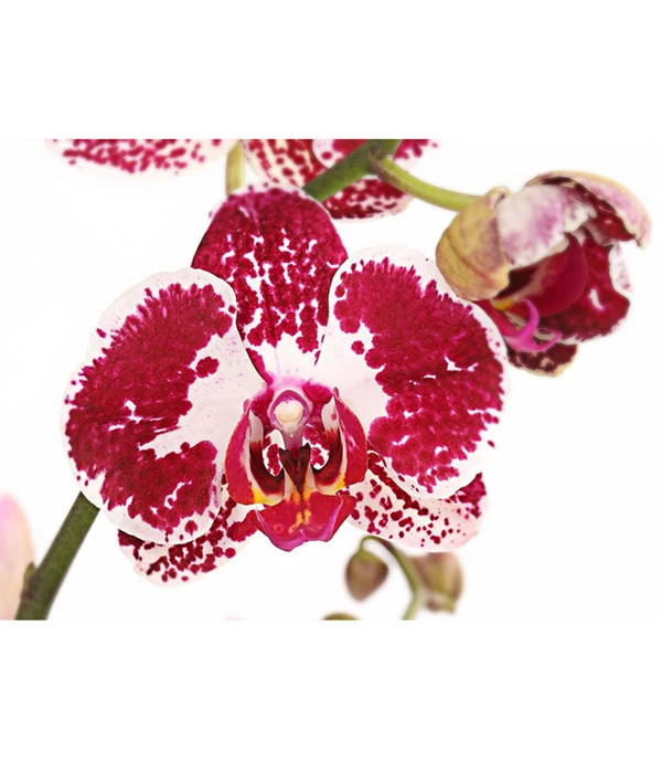 Schmetterlingsorchidee - Phalaenopsis Cultivars, Verschiedene Sorten 8 Schmetterlingsorchidee - Phalaenopsis Cultivars, Verschiedene Sorten – Bild 6