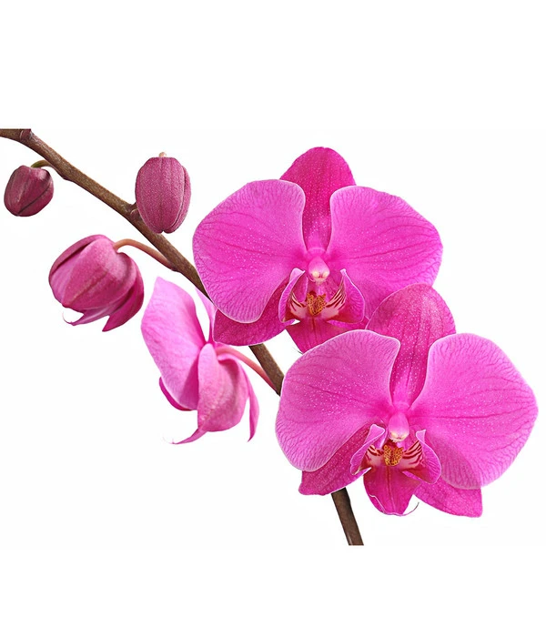 Schmetterlingsorchidee - Phalaenopsis Cultivars, Verschiedene Sorten 9 Schmetterlingsorchidee - Phalaenopsis Cultivars, Verschiedene Sorten – Bild 7