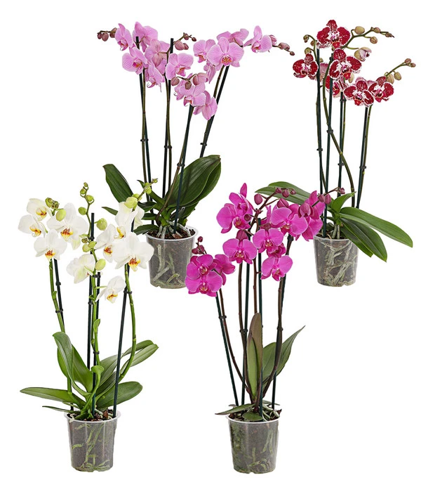 Schmetterlingsorchidee - Phalaenopsis Cultivars, Verschiedene Sorten 3 Schmetterlingsorchidee - Phalaenopsis Cultivars, Verschiedene Sorten