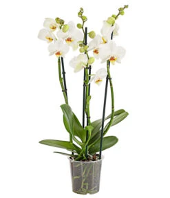 Schmetterlingsorchidee - Phalaenopsis Cultivars, Verschiedene Sorten 14 Schmetterlingsorchidee - Phalaenopsis Cultivars, Verschiedene Sorten -Eleganter Garten 8280919 PR FS 001 Phalaenopsis4TrieberMixT12DehnerExpressHerzig
