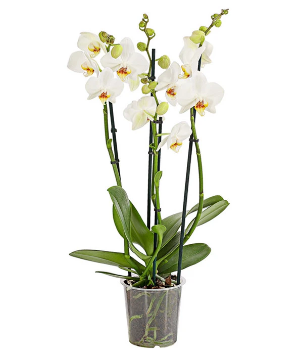 Schmetterlingsorchidee - Phalaenopsis Cultivars, Verschiedene Sorten 5 Schmetterlingsorchidee - Phalaenopsis Cultivars, Verschiedene Sorten – Bild 3