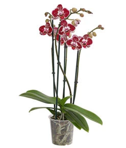 Schmetterlingsorchidee - Phalaenopsis Cultivars, Verschiedene Sorten 16 Schmetterlingsorchidee - Phalaenopsis Cultivars, Verschiedene Sorten -Eleganter Garten 8280919 PR FS 002 Phalaenopsis4TrieberMixT12DehnerExpressHerzig