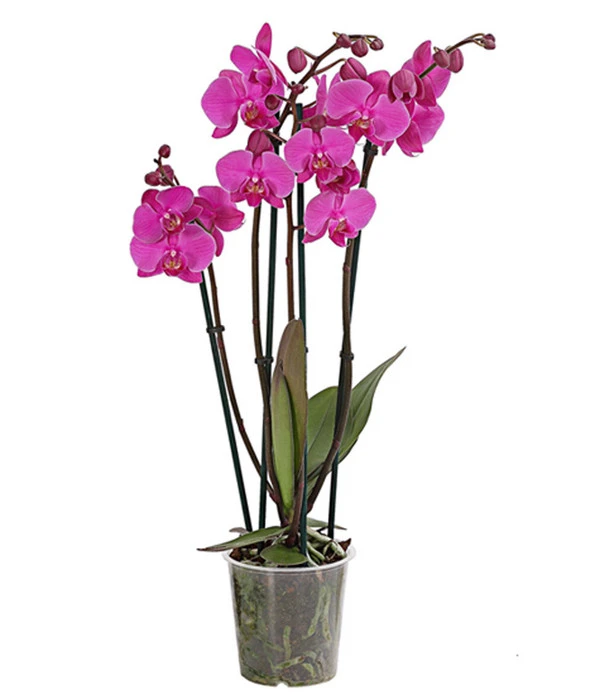Schmetterlingsorchidee - Phalaenopsis Cultivars, Verschiedene Sorten 4 Schmetterlingsorchidee - Phalaenopsis Cultivars, Verschiedene Sorten – Bild 2