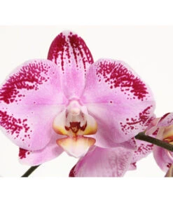 Schmetterlingsorchidee - Phalaenopsis Cultivars 'Cascade', Verschiedene Sorten -Eleganter Garten 8280943 PR DE 001 JuwelPhalaenopsisPinkDancer