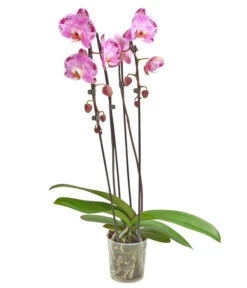 Schmetterlingsorchidee - Phalaenopsis Cultivars 'Cascade', Verschiedene Sorten -Eleganter Garten 8280943 PR FS 001 PhalaenopsisCascadeMix 02