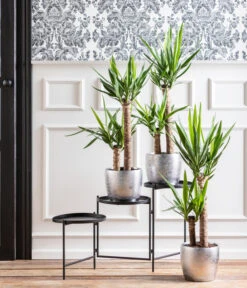 Eleganter Garten -Eleganter Garten 8286114 WE MO 001 Yucca Monatspflanze Dez2021 1