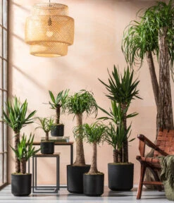 Yucca-Palme - Yucca Elephantipes -Eleganter Garten 8286429 8286114 8532624 8532624 8207961 8705634 WE MO 001 YuccaundBeaucarnea