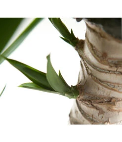 Yucca-Palme - Yucca Elephantipes -Eleganter Garten 8287039 WE DE 021 YuccaDehnerGedrehtEW