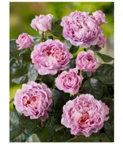 Nostalgie®-Edelrose 'Eisvogel®', Stämmchen -Eleganter Garten 8294977 PR DE 001 NostalgieEdelroseEisvogelRosenTantau