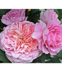 Nostalgie®-Edelrose 'Eisvogel®', Stämmchen -Eleganter Garten 8294977 PR DE 012 NostalgieEdelroseEisvogelTantau