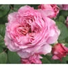 Nostalgie®-Edelrose 'Eisvogel®', Stämmchen 1 Nostalgie®-Edelrose 'Eisvogel®', Stämmchen -Eleganter Garten 8294977 PR DE 013 NostalgieEdelroseEisvogelTantau