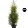 14 Meter Lebensbaum 'Brabant', 40 X Ca. 80-100 Cm -Eleganter Garten 8295172 WE FS 001 LebensbaumThujsaOccidentalisBrabant40x