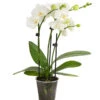 Midi Schmetterlingsorchidee - Phalaenopsis Cultivars, Weiß 2 Midi Schmetterlingsorchidee - Phalaenopsis Cultivars, Weiß -Eleganter Garten 8295297 WE FS 001 SchmetterlingsorchideePhalaenopsisHybrideTableDance2TrieberDehnerExpressHerzig