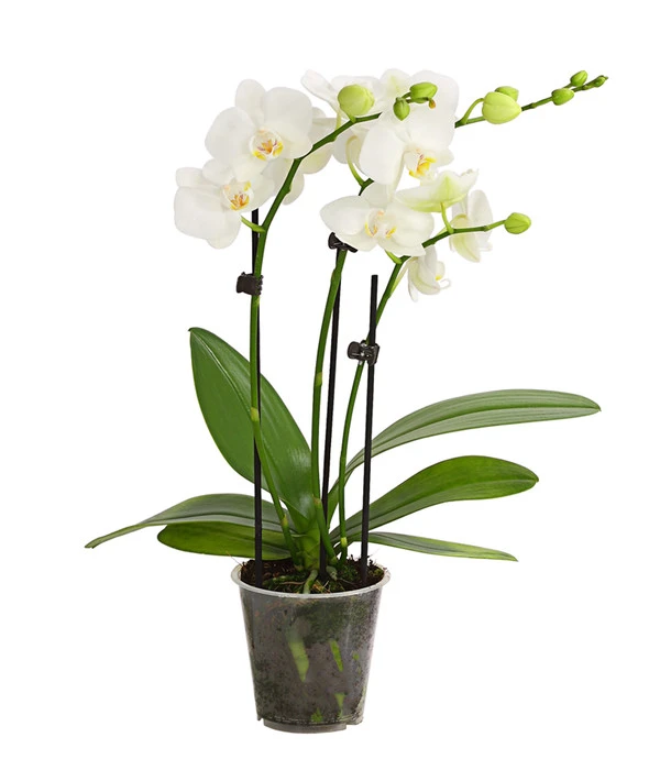 Midi Schmetterlingsorchidee - Phalaenopsis Cultivars, Weiß 3 Midi Schmetterlingsorchidee - Phalaenopsis Cultivars, Weiß