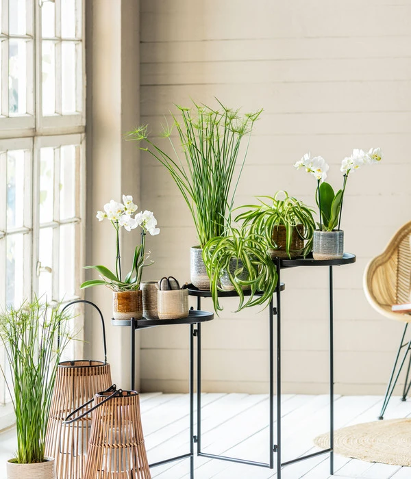 Midi Schmetterlingsorchidee - Phalaenopsis Cultivars, Weiß 5 Midi Schmetterlingsorchidee - Phalaenopsis Cultivars, Weiß – Bild 3