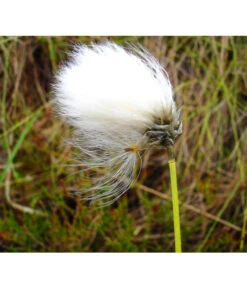 Schmalblättriges Wollgras -Eleganter Garten 8311383 BildFS 001 SchmalblaettrigesWollgrasEriophorumAngustifolium