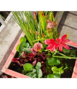 Dehner Wasserpflanzen-Arrangement -Eleganter Garten 8314841 PR DE 012 PflanzsetTerrassenteichAllgreen