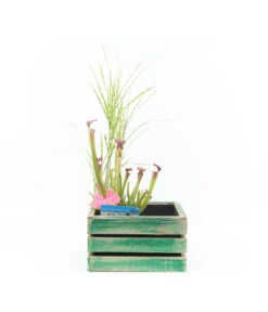 Dehner Wasserpflanzen-Arrangement -Eleganter Garten 8314841 PR FS 015 PflanzsetTerrassenteichAllgreen