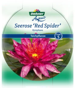 Dehner Seerose 'Red Spider' -Eleganter Garten 8315939 Seerose Red Spider Etikett 1 NEU