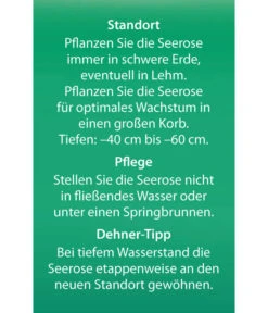 Dehner Seerose 'Red Spider' -Eleganter Garten 8315939 Seerose Red Spider Etikett 2