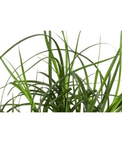 Westfälische Segge 7 Westfälische Segge -Eleganter Garten 8316218 WE DE 001 CarexdivulsaSeggeT7