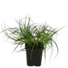 Westfälische Segge -Eleganter Garten 8316218 WE FS 001 CarexdivulsaSeggeT7
