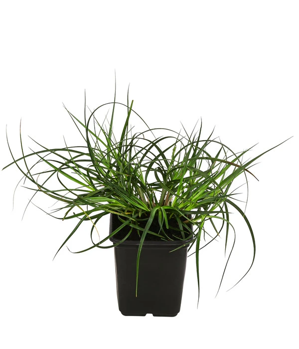 Westfälische Segge 3 Westfälische Segge