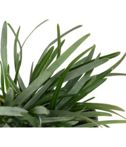 Moor-Blaugras -Eleganter Garten 8316242 WE DE 003 SesleriaCaeruleaMoorBlaugras