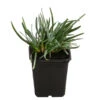Moor-Blaugras -Eleganter Garten 8316242 WE FS 001 SesleriaCaeruleaMoorBlaugrasT7