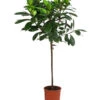 Afrikanische Feige - Ficus Cyathistipula -Eleganter Garten 8401077 WE FS 001 FicusCyathistipulaT23