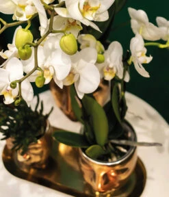 Pflanzen-Arrangement Boutique Chic, 5-teilig -Eleganter Garten 8401275 WE MO 002 PflanzensetBoutiqueChic