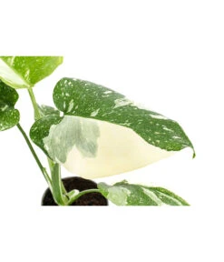 Fensterblatt - Monstera Deliciosa 'Thai Constellation', Panaschiert -Eleganter Garten 8402034 WE DE 001 MonsteraThaiConstellationT6