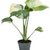 Fensterblatt - Monstera Deliciosa 'Thai Constellation', Panaschiert -Eleganter Garten 8402034 WE FS 001 MonsteraThaiConstellationT6