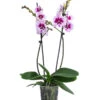 Schmetterlingsorchidee - Phalaenopsis Cultivars 'Aladdin' 2 Schmetterlingsorchidee - Phalaenopsis Cultivars 'Aladdin' -Eleganter Garten 8402307 WE FS 001 OrchideeAlladin