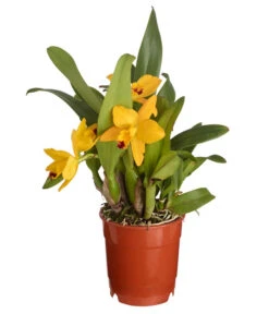 Cattleya-Orchidee - Cattleya Cultivars, Verschiedene Sorten 12 Cattleya-Orchidee - Cattleya Cultivars, Verschiedene Sorten -Eleganter Garten 8403321 PR FS 001 CattleyaHybrideSunriseT12DehnerExpressZS