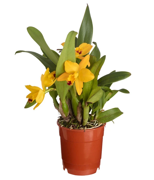 Cattleya-Orchidee - Cattleya Cultivars, Verschiedene Sorten 7 Cattleya-Orchidee - Cattleya Cultivars, Verschiedene Sorten – Bild 5