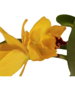 Cattleya-Orchidee - Cattleya Cultivars, Verschiedene Sorten 13 Cattleya-Orchidee - Cattleya Cultivars, Verschiedene Sorten -Eleganter Garten 8403321 WE DE 001 CattleyaHybrideSunriseT12DehnerExpressZS