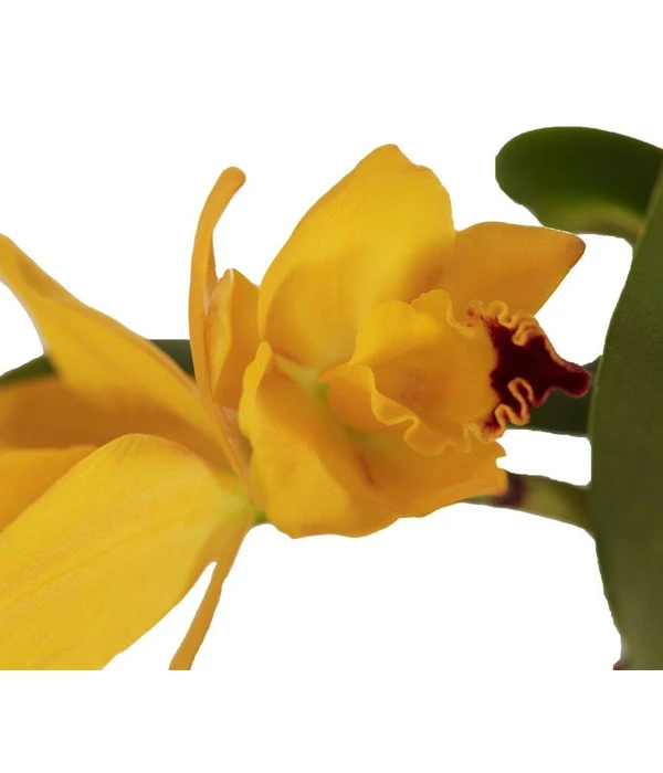 Cattleya-Orchidee - Cattleya Cultivars, Verschiedene Sorten 8 Cattleya-Orchidee - Cattleya Cultivars, Verschiedene Sorten – Bild 6