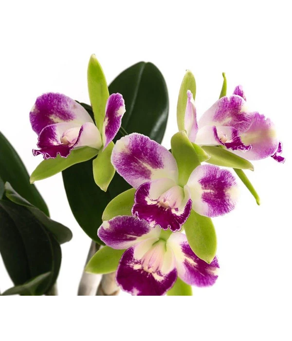 Cattleya-Orchidee - Cattleya Cultivars, Verschiedene Sorten 4 Cattleya-Orchidee - Cattleya Cultivars, Verschiedene Sorten – Bild 2