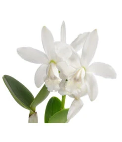 Cattleya-Orchidee - Cattleya Cultivars, Verschiedene Sorten 11 Cattleya-Orchidee - Cattleya Cultivars, Verschiedene Sorten -Eleganter Garten 8403321 WE DE 001 CattleyaMixT12 DehnerExpressHerzig
