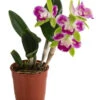 Cattleya-Orchidee - Cattleya Cultivars, Verschiedene Sorten -Eleganter Garten 8403321 WE FS 001 CattleyaMixDehnerExpressHerzig