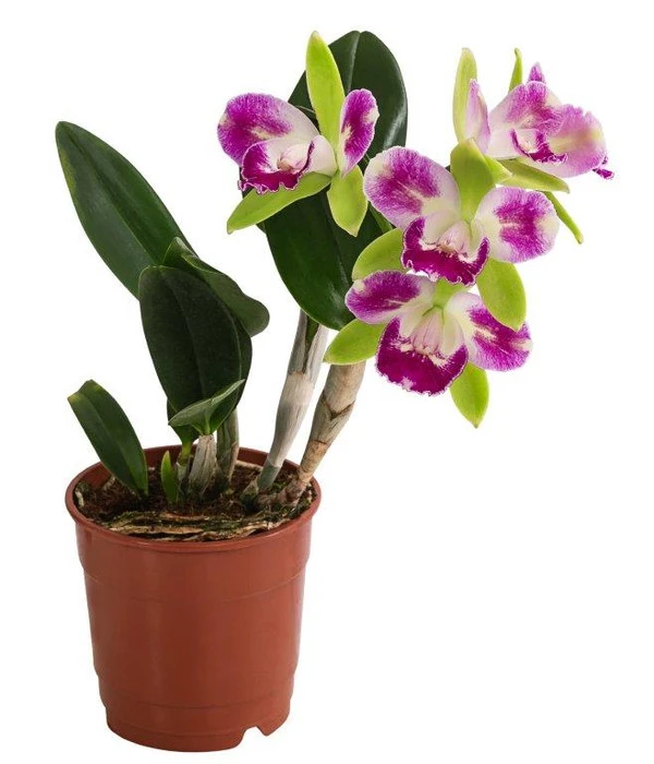 Cattleya-Orchidee - Cattleya Cultivars, Verschiedene Sorten 3 Cattleya-Orchidee - Cattleya Cultivars, Verschiedene Sorten