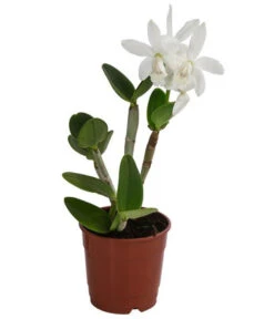 Cattleya-Orchidee - Cattleya Cultivars, Verschiedene Sorten 10 Cattleya-Orchidee - Cattleya Cultivars, Verschiedene Sorten -Eleganter Garten 8403321 WE FS 001 CattleyaMixT12 DehnerExpressHerzig