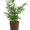 Bergpalme - Chamaedorea Elegans, Hydrokultur
