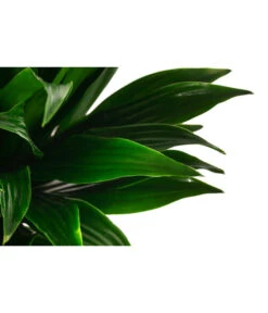 Drachenbaum - Dracaena Compacta, Hydrokultur -Eleganter Garten 8416760 WE DE 001 DracaenaFragransCompactaHydroT15 19DrachenbaumDehnerExpressHerzig