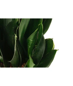 Bogenhanf - Sansevieria Trifasciata 'Black Jade', Hydrokultur 6 Bogenhanf - Sansevieria Trifasciata 'Black Jade', Hydrokultur -Eleganter Garten 8416869 WE DE 001 SansevieriaTrifasciataBlackJadeTuffHydroT15 19BogenhanfDehnerExpressHerzig