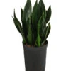 Bogenhanf - Sansevieria Trifasciata 'Black Jade', Hydrokultur -Eleganter Garten 8416869 WE FS 001 SansevieriaTrifasciataBlackJadeTuffHydroT15 19BogenhanfDehnerExpressHerzig