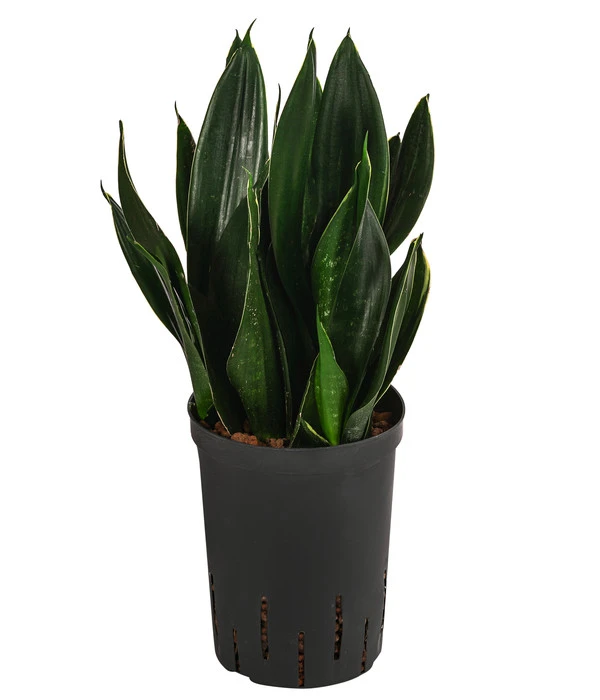 Bogenhanf - Sansevieria Trifasciata 'Black Jade', Hydrokultur 3 Bogenhanf - Sansevieria Trifasciata 'Black Jade', Hydrokultur