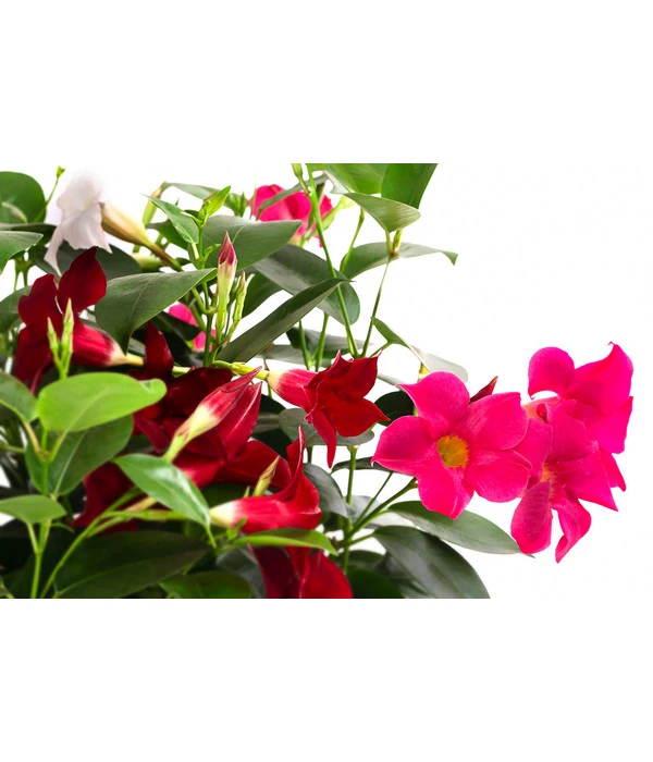 Dipladenien-Trio, Schale 4 Dipladenien-Trio, Schale – Bild 2