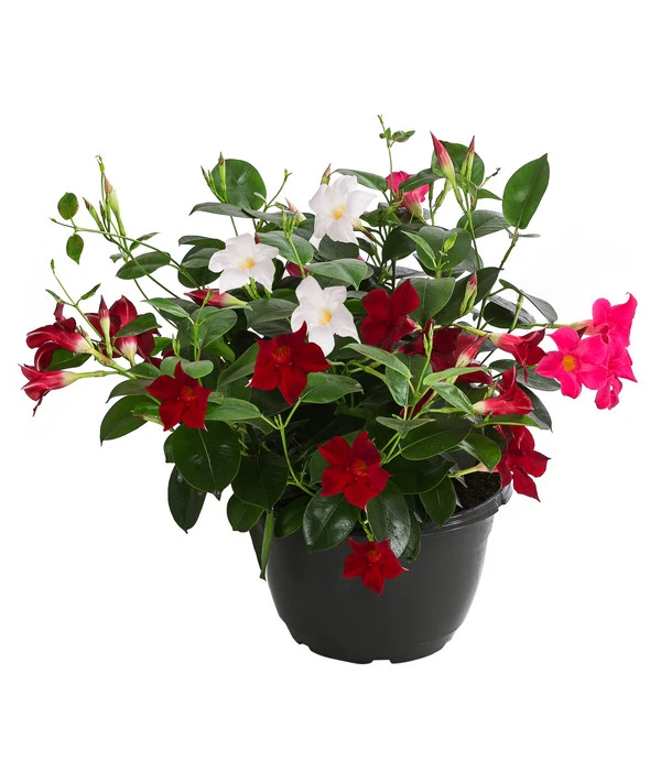 Dipladenien-Trio, Schale 3 Dipladenien-Trio, Schale